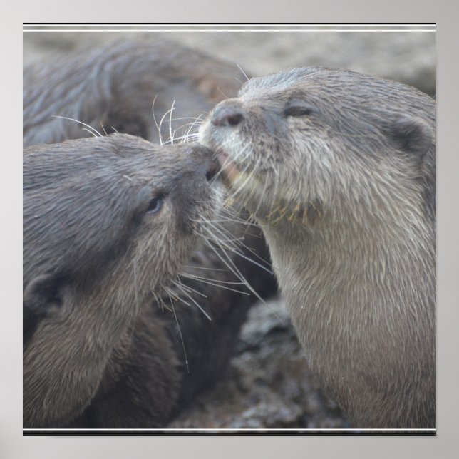 Poster Kissing River Otters (Devant)