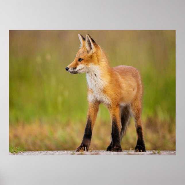 Poster Kit Red Fox (Devant)