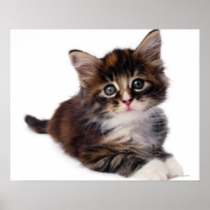 Poster Kitten