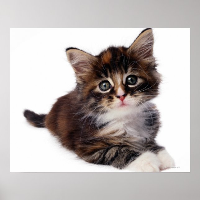 Poster Kitten (Devant)