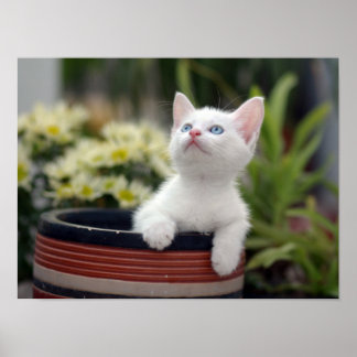 Poster Kitten blanc turc