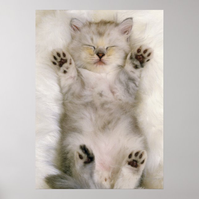 Poster Kitten dormant sur un tapis blanc, haut (Devant)