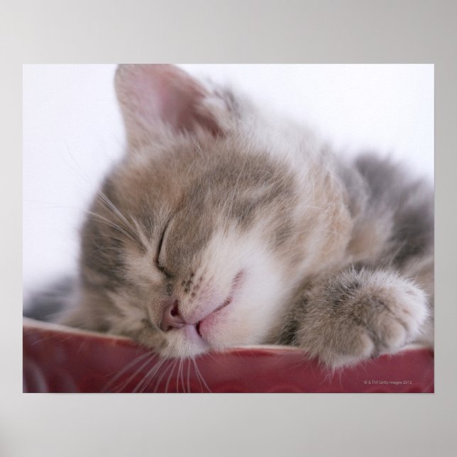 Poster Kitten Dormir dans le Bowl 2 (Devant)