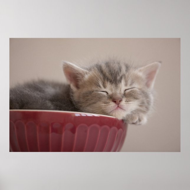 Poster Kitten Dormir Dans Un Bowl (Devant)