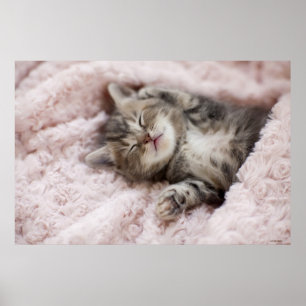 Poster Kitten Dormir sur la serviette