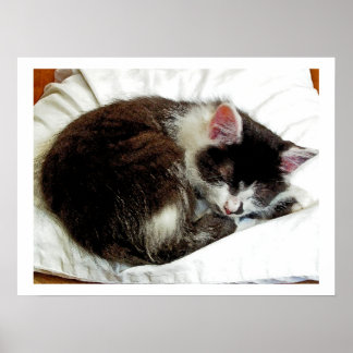Poster Kitten dort sur White Comforter