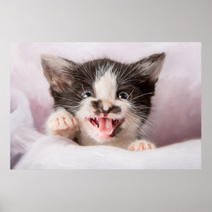 Poster Kitten en colère avec effet peinture à l'huile