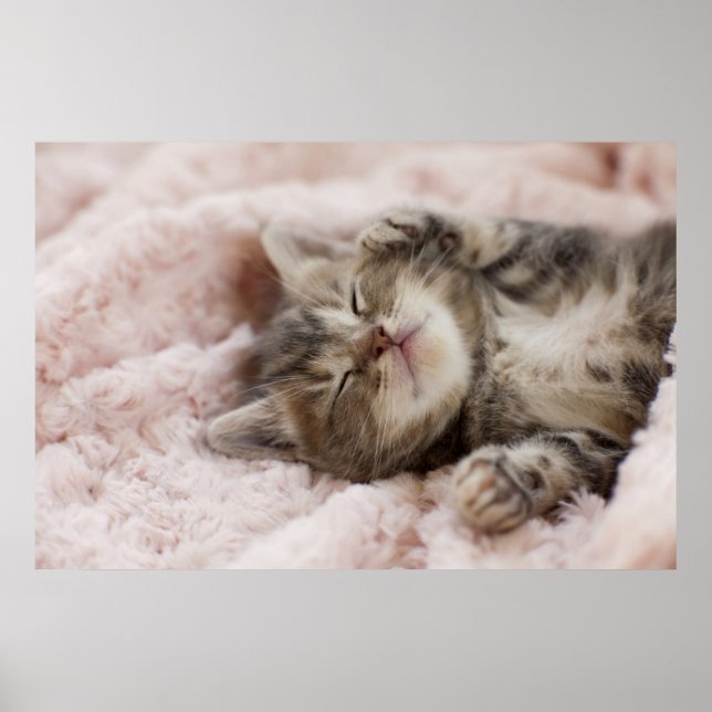 Poster Kitten endormi (Devant)