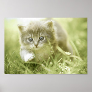 Poster Kitten faisant des pas dans l'herbe