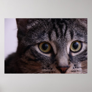 Poster Kitten gris visage 2