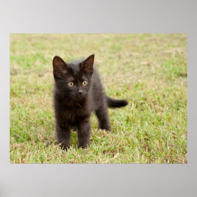 Poster Kitten noir en herbe (Devant)