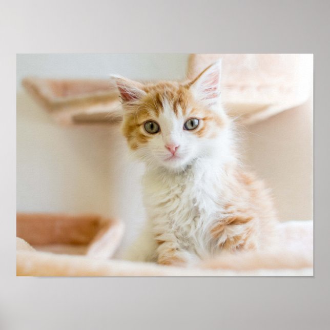 Poster Kitten orange et blanc (Devant)