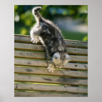 Kitten se déplaçant sur le banc