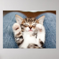 Kitten sur mon genou