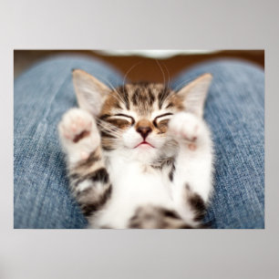 Poster Kitten sur mon genou