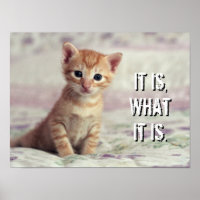 Kitten Tiny Ginger