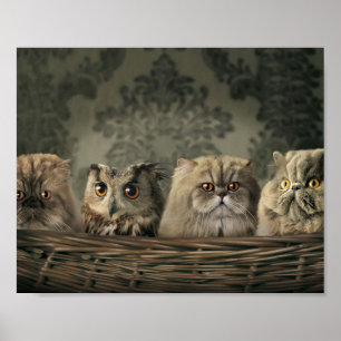 Poster Kittens