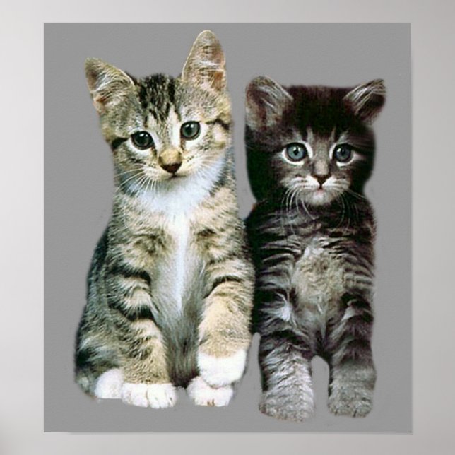 Poster Kittens (Devant)