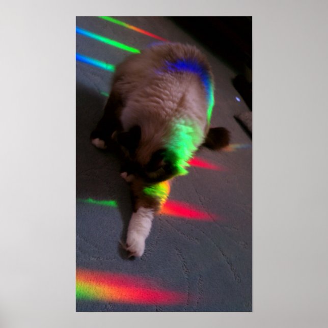 Poster Kitties = Lumière et Amour (Devant)