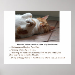 Poster Kitties rêve d'affiche ou d'impression