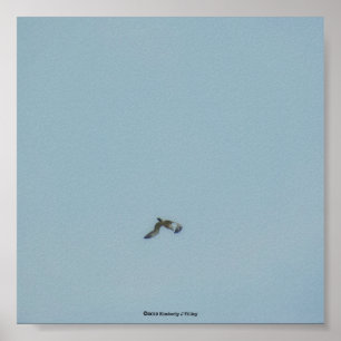 Poster Kittiwake à patte noire