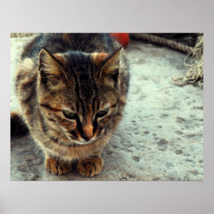 Poster Kitty