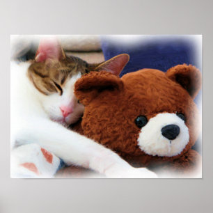 Poster Kitty avec la copie d'ours de nounours