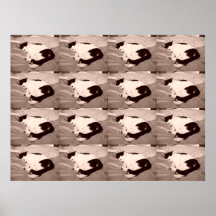 Poster Kitty dormant/noir/blanc photo