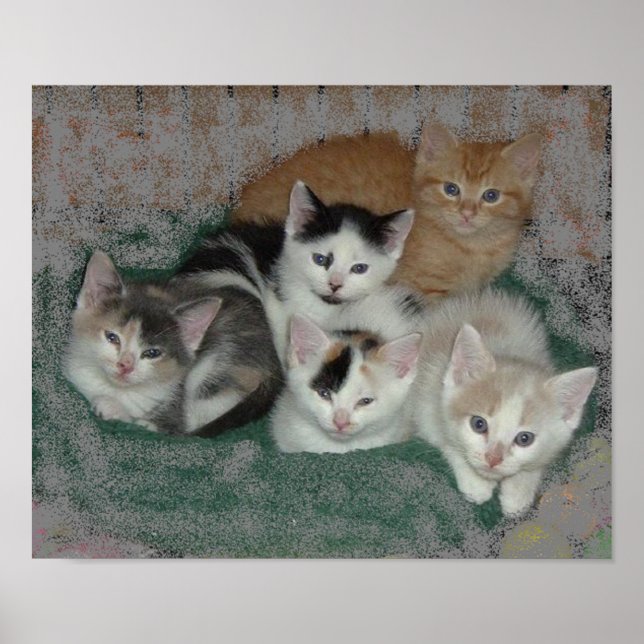 Poster Kitty Love (Devant)