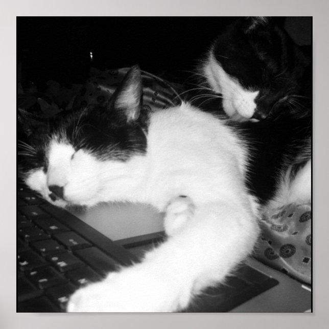 Poster Kitty Lovings... (Devant)