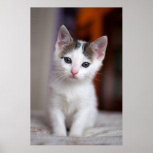 Poster Kitty repéré par blanc