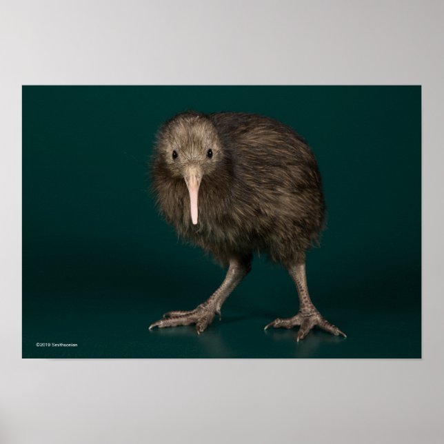 Poster Kiwi Brown de North Island (Devant)