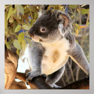 Poster Koala