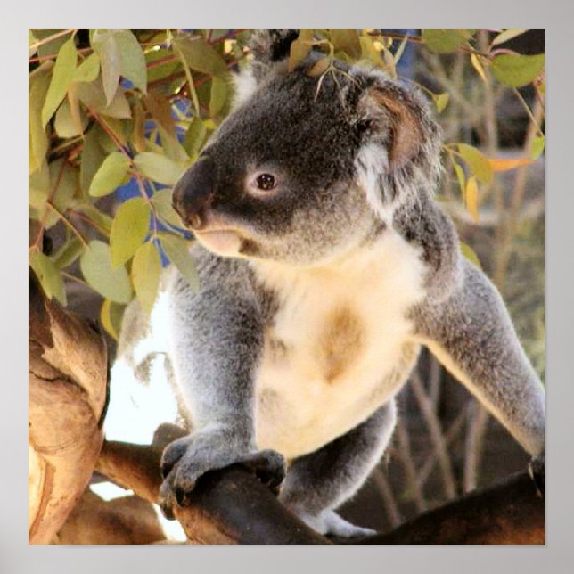 Poster Koala (Devant)