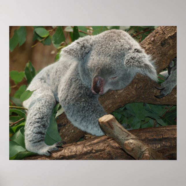 Poster Koala (Devant)
