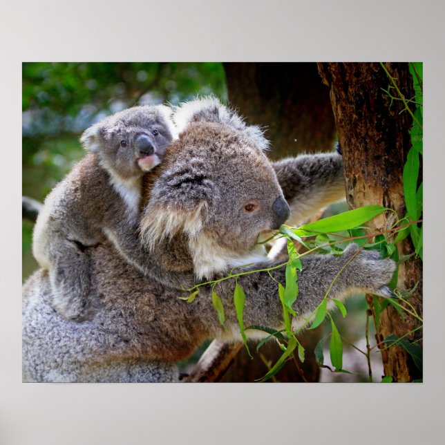 Poster Koala (Devant)