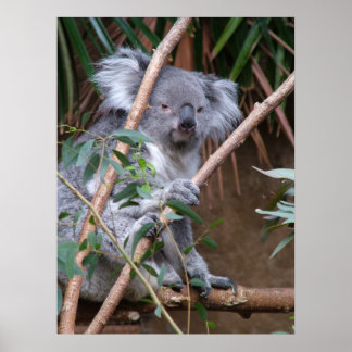 Poster Koala 14