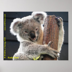 Poster Koala australien