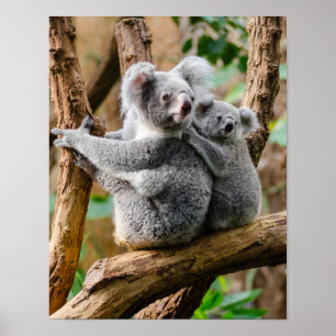 Poster Koala avec bébé dans un arbre en Australie