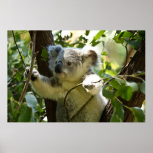 Poster Koala bébé incroyablement mignon dans un arbre
