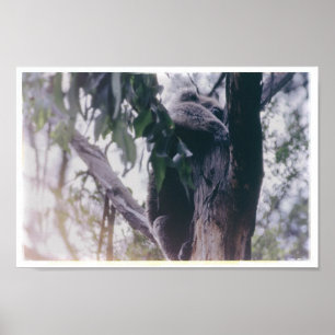 Poster Koala dans un arbre