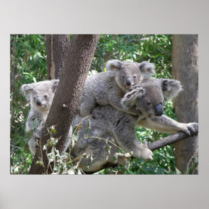 Poster Koala et deux bébés Photo Australie