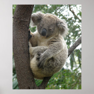 Poster Koala im Baum Australien