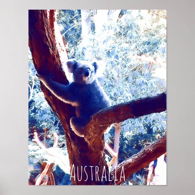 Poster Koala in tree animal Australie (Devant)