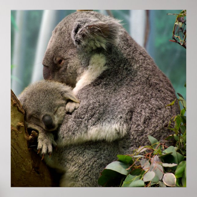 Poster Koala Maman et Nouveau bébé (Devant)