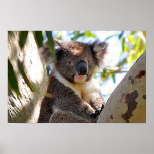 Poster Koala Ours Aussi Safari Paix Amour Nature Destinée