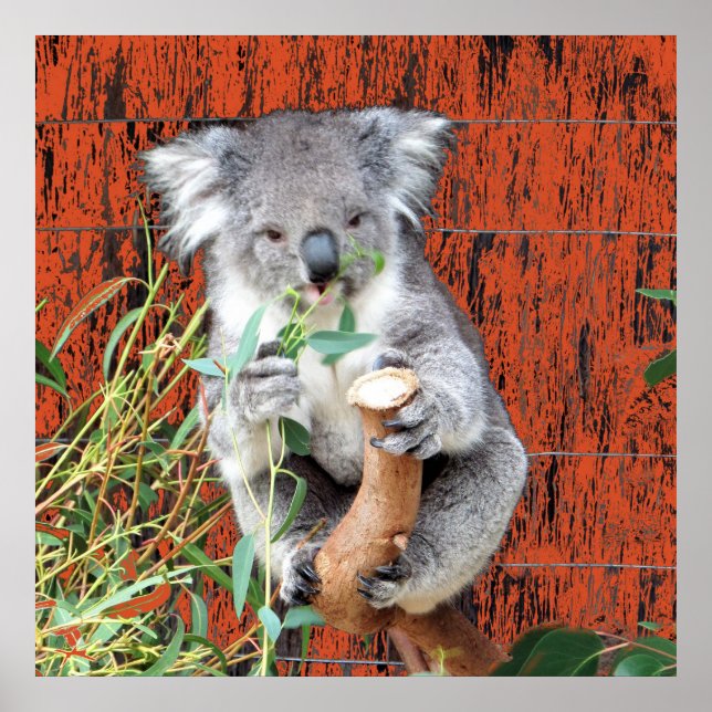 Poster Koala Snack Time (Devant)