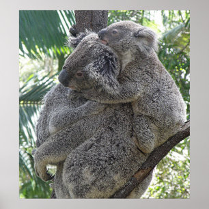 Poster Koala und Babys Australien Foto ZIZZAGO