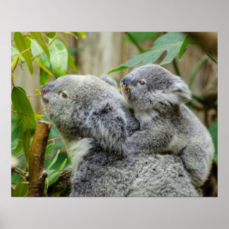 Poster Koalas