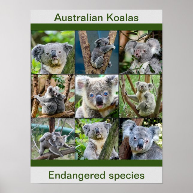 Poster Koalas australienne, Espèces menacées (Devant)
